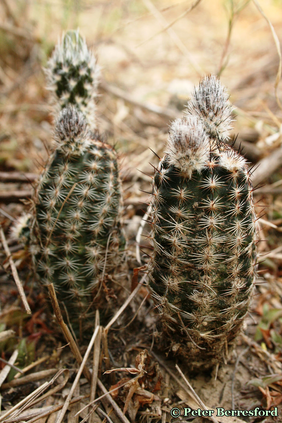 albertii-IMG_1543-PeterBerresford