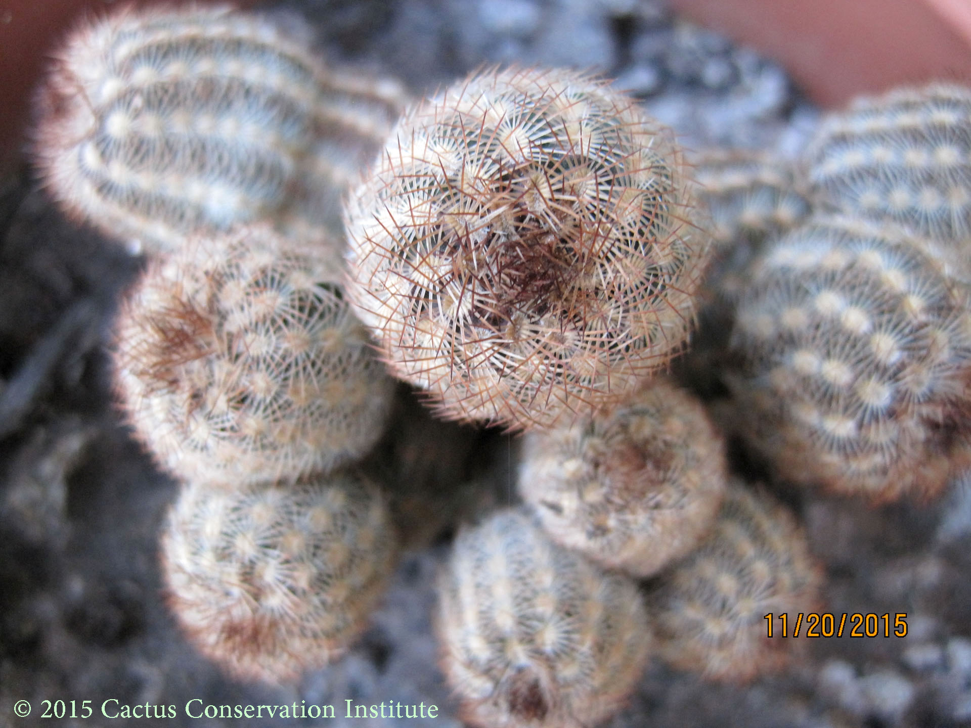 Echinocereus-fitchii-albertii