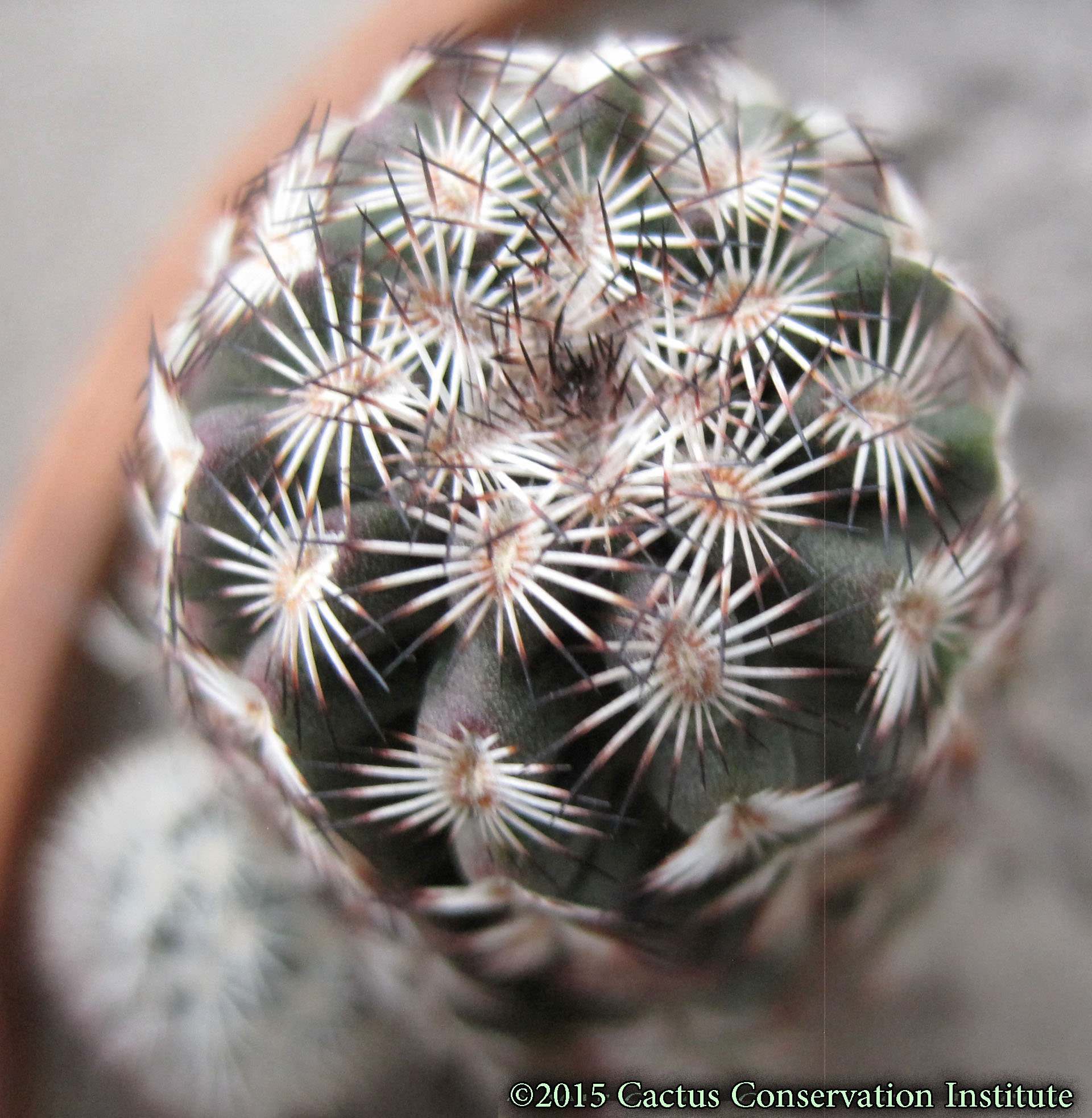 Echinocereus-fitchii-albertii_Refugio