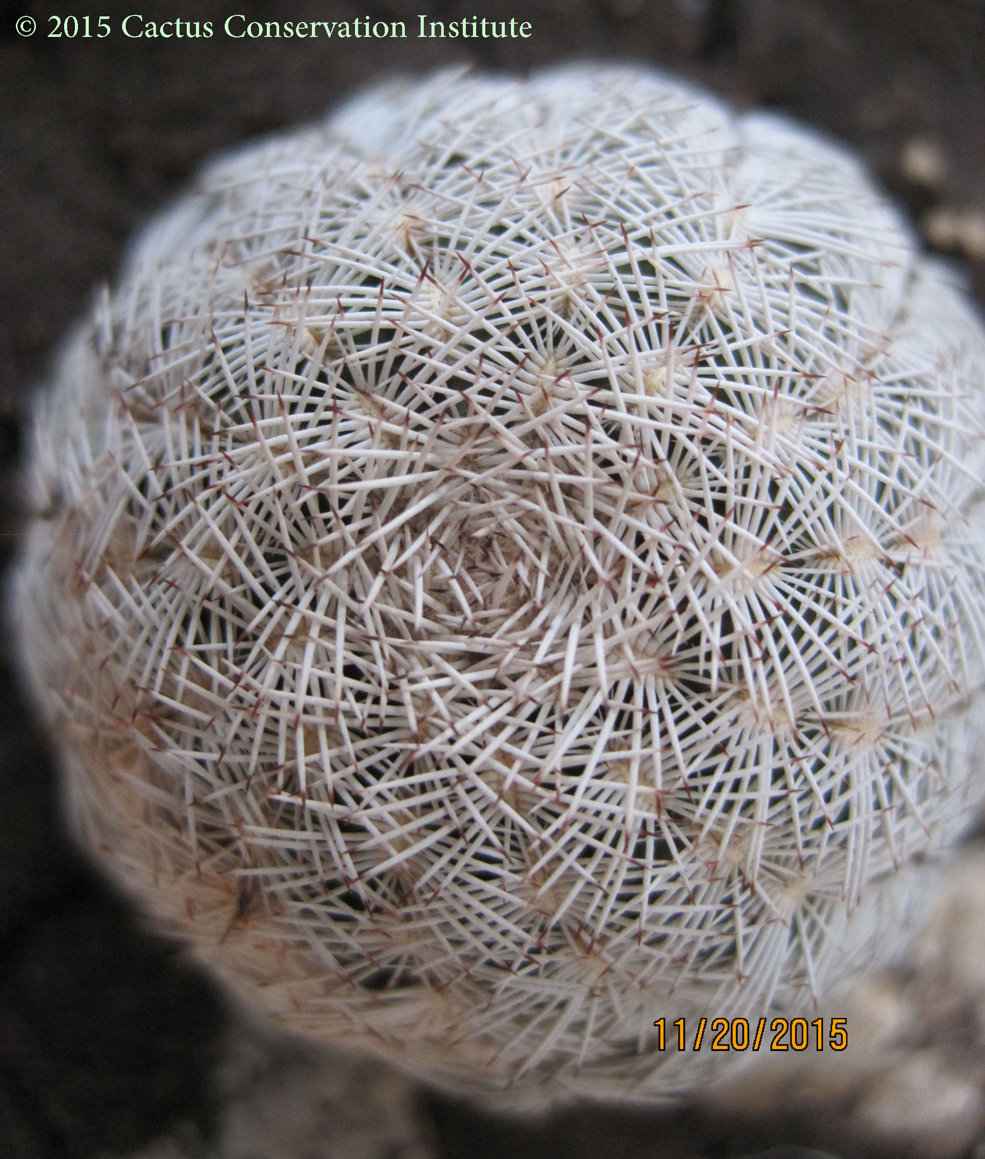 Echinocereus-reichenbachii-caespitosus