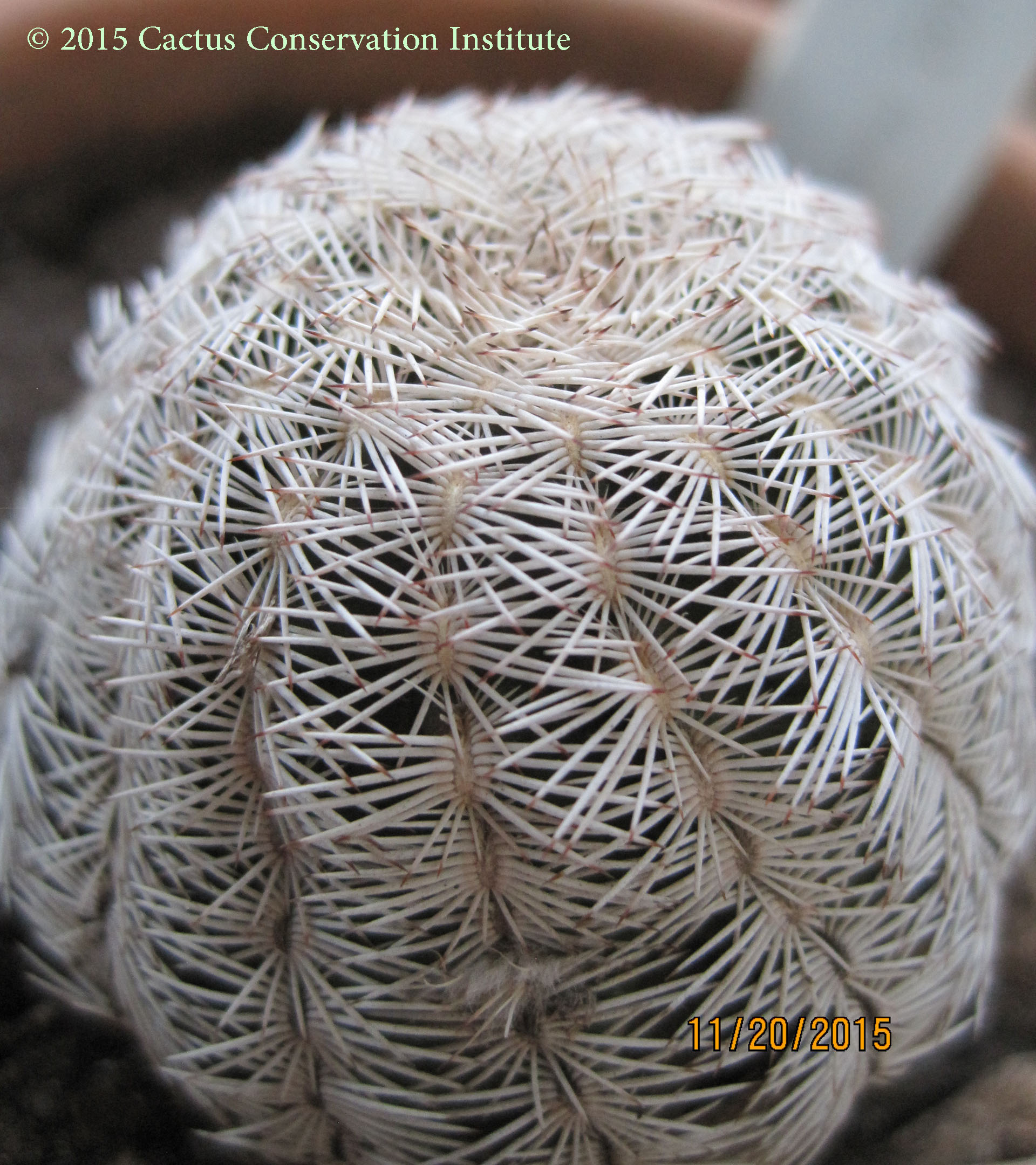 Echinocereus-reichenbachii-caespitosus