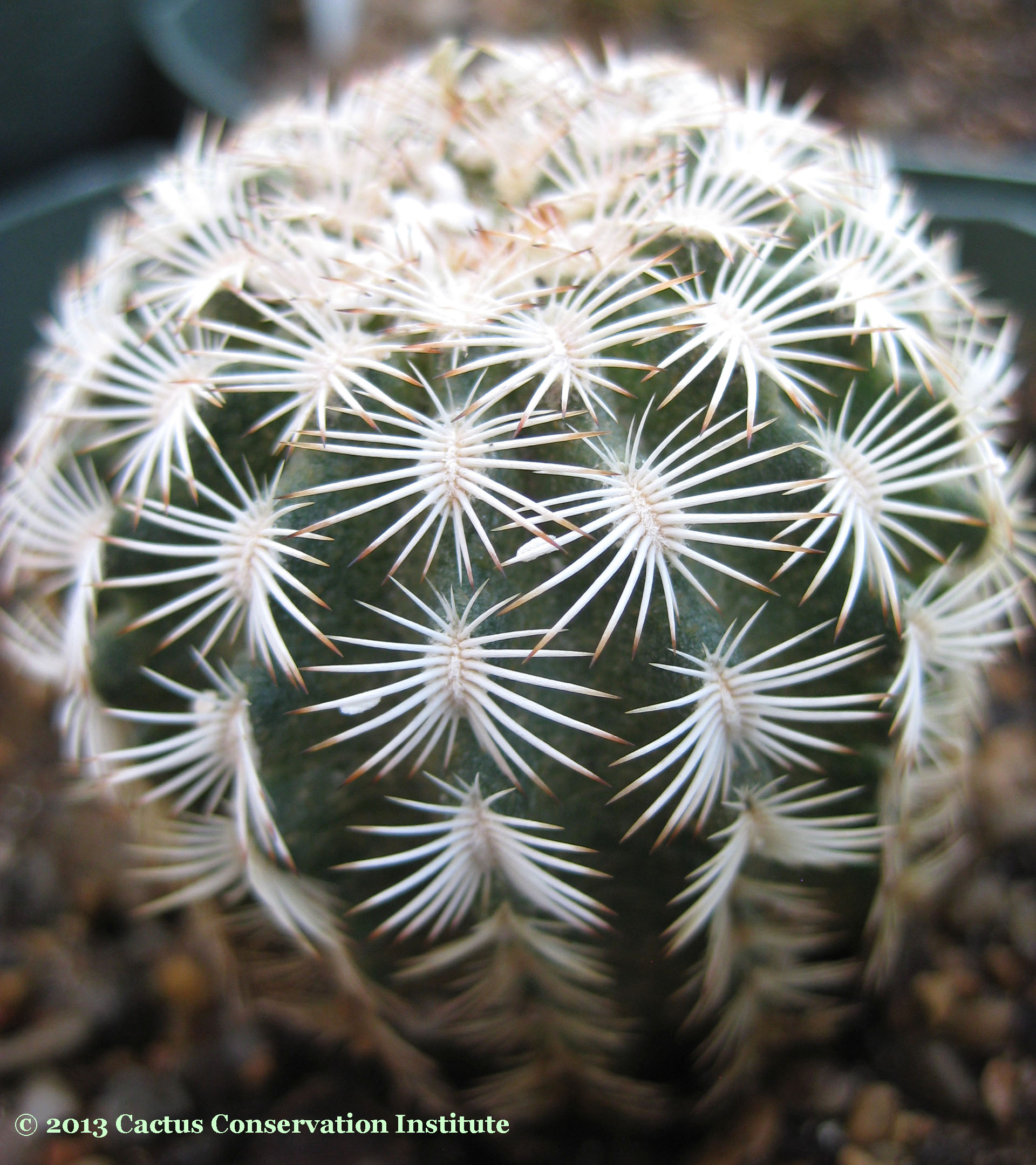 reichenbachii-SuttonCo