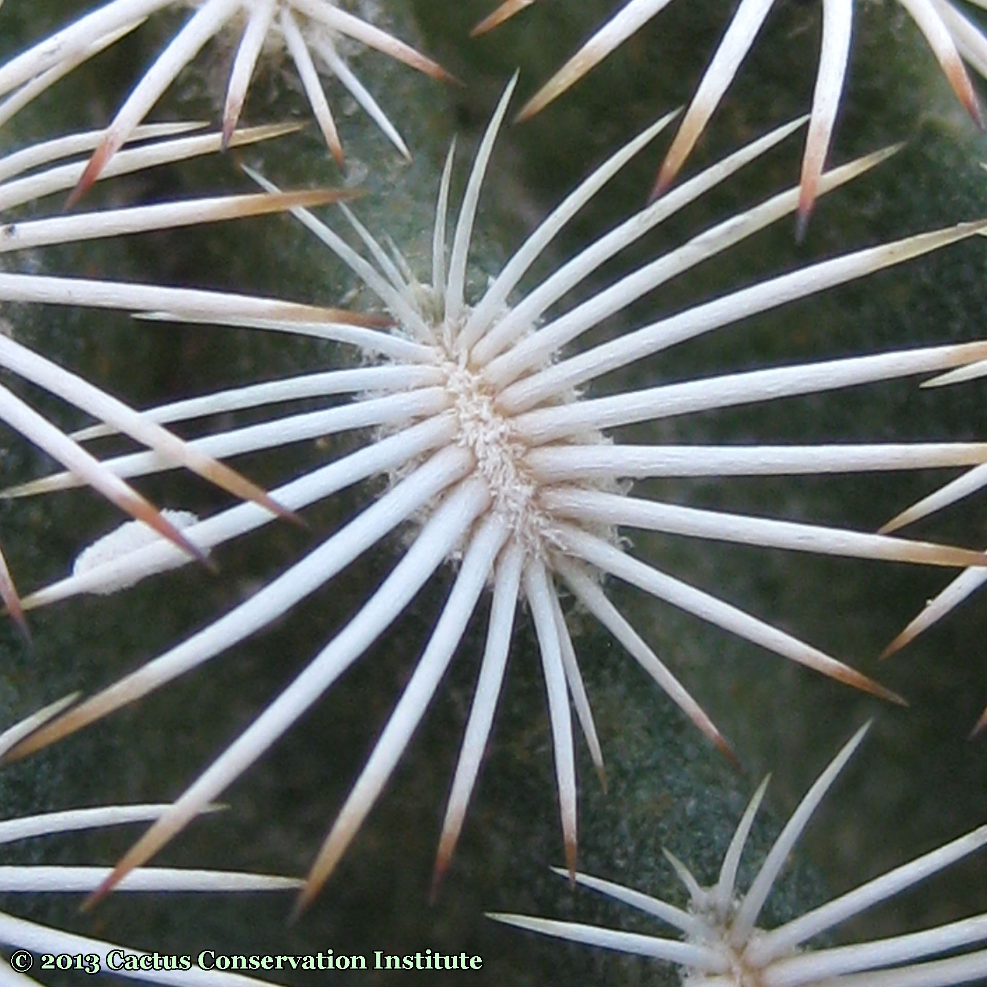 reichenbachii-SuttonCo