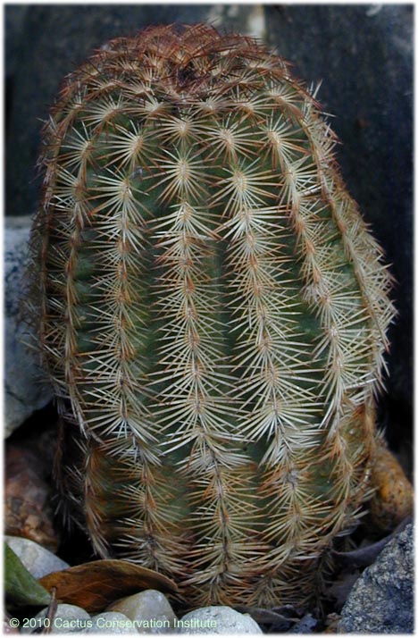 Echinocereus reichenbachii