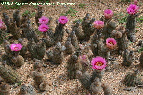 Echinocereus reichenbachii v. fitchii
