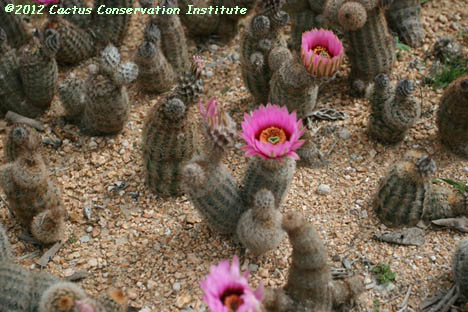 Echinocereus reichenbachii v. fitchii