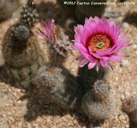 Echinocereus reichenbachii v. fitchii