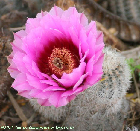 Echinocereus reichenbachii v. fitchii