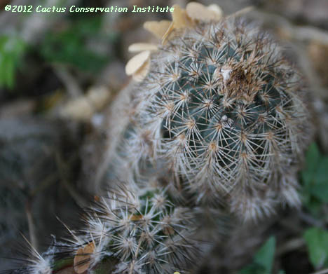 Echinocereus reichenbachii v. fitchii
