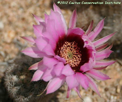 Echinocereus reichenbachii v. fitchii