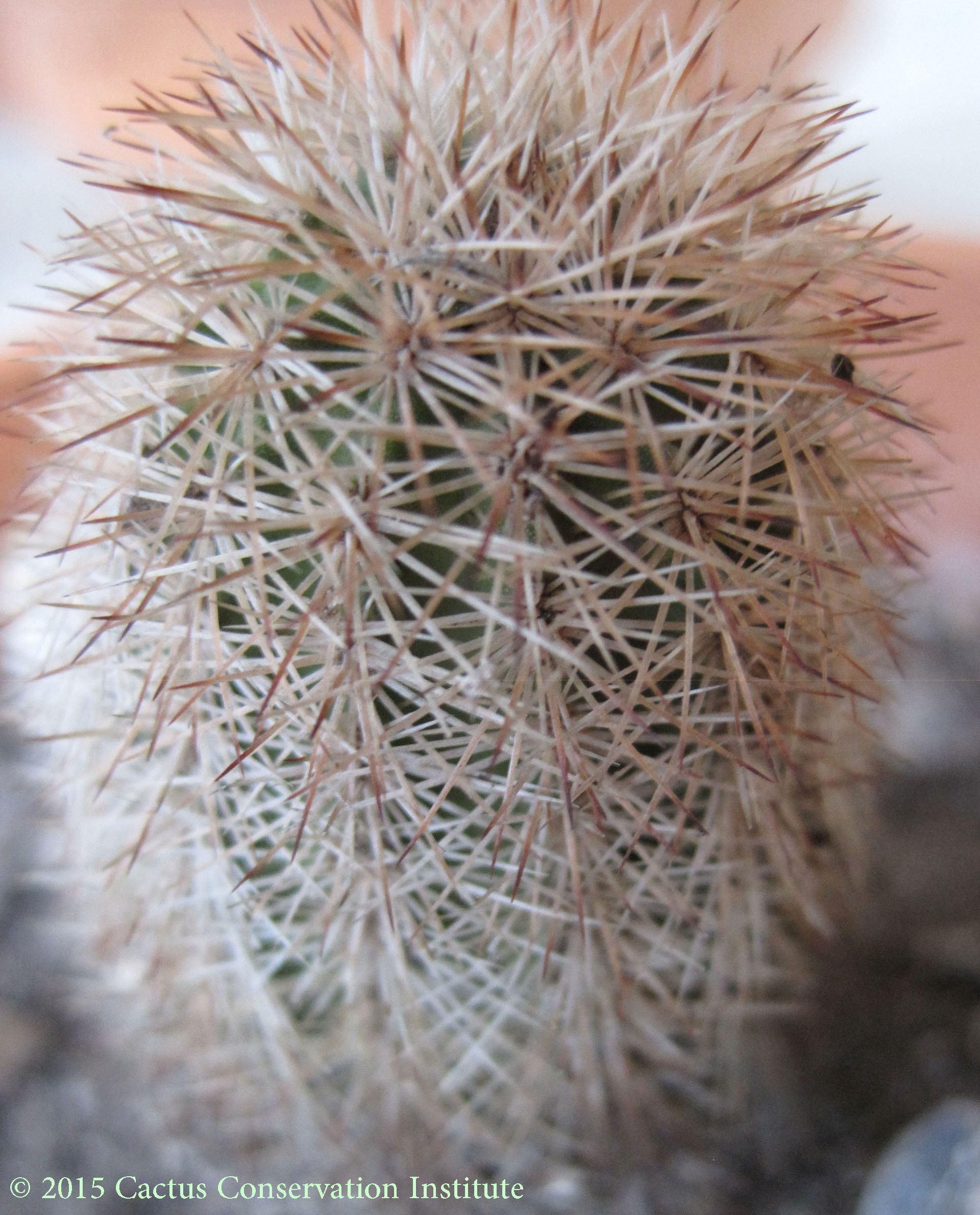 Echinocereus-fitchii-fitchii