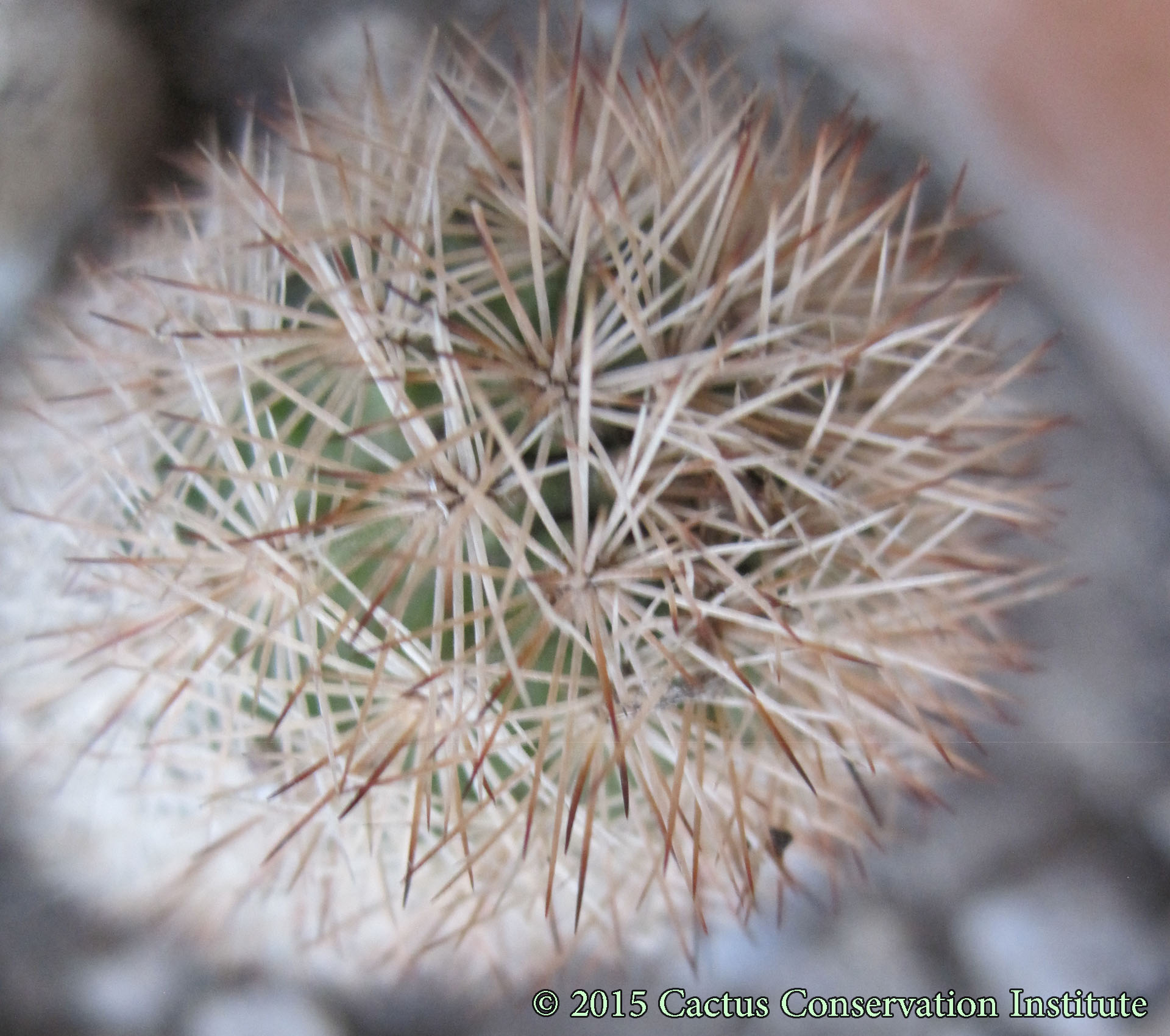 Echinocereus-fitchii-fitchii