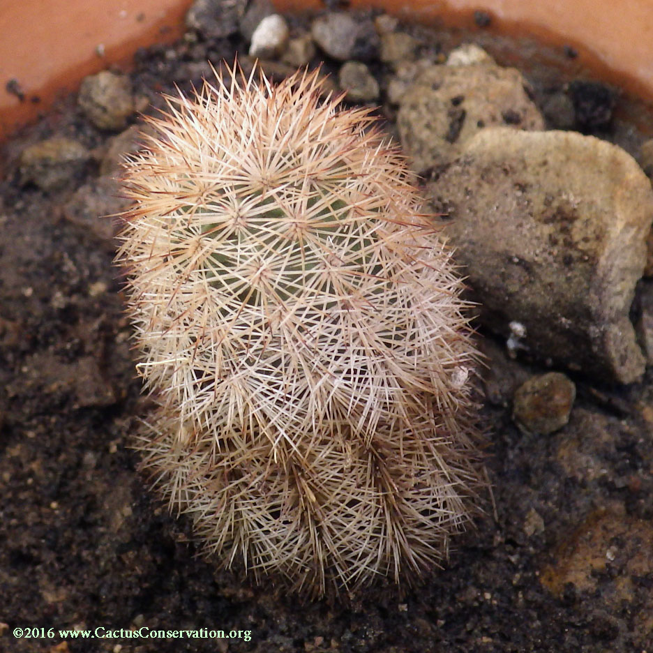 Echinocereus-fitchii-fitchii