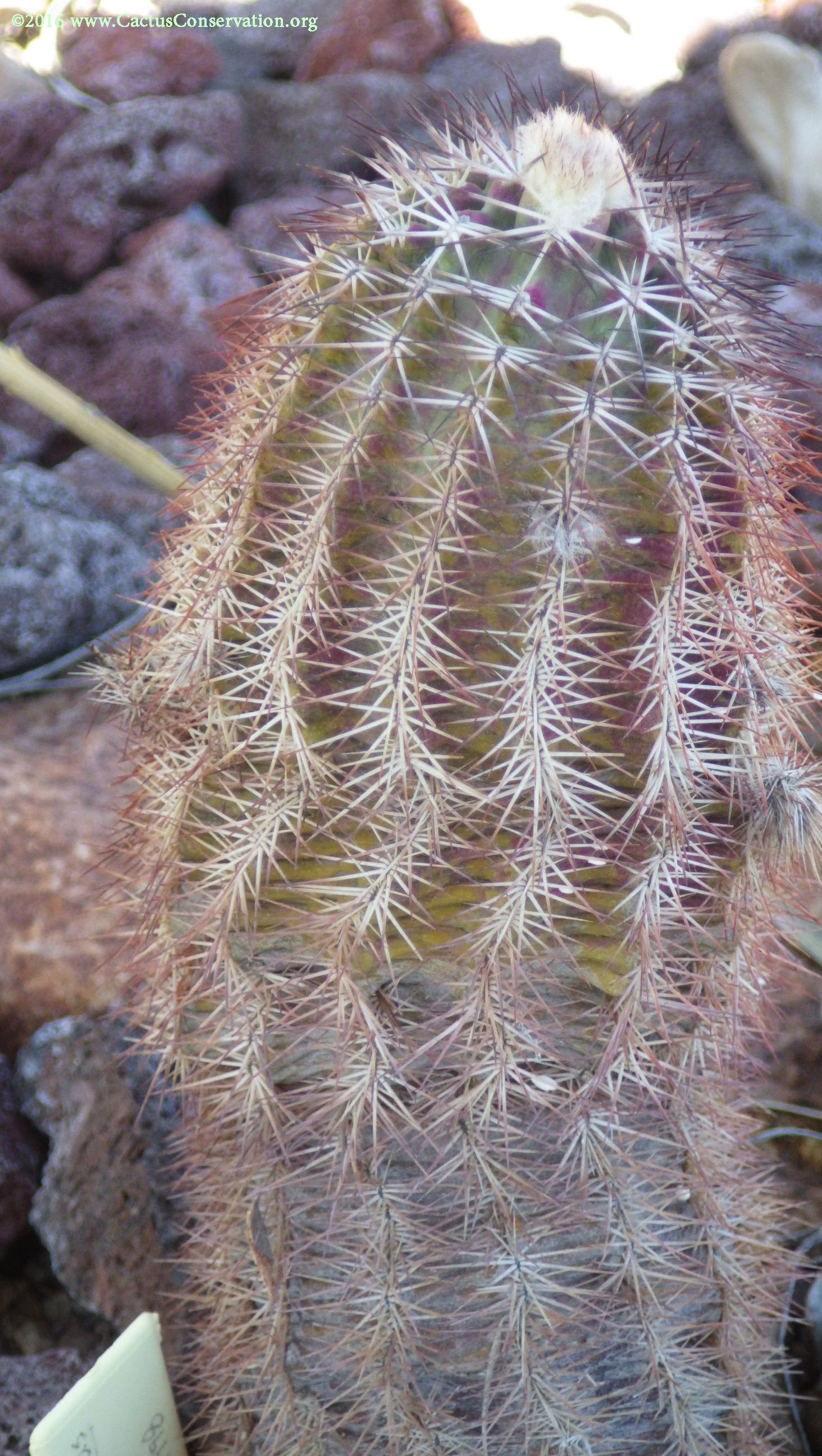 Echinocereus reichenbachii perbellus