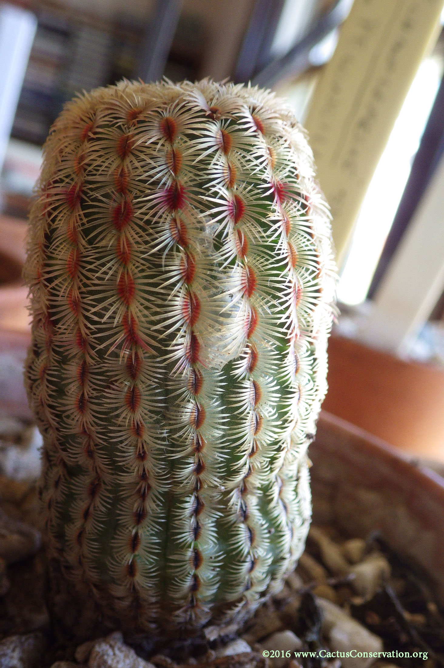 Echinocereus rigidissimus Peloncillos