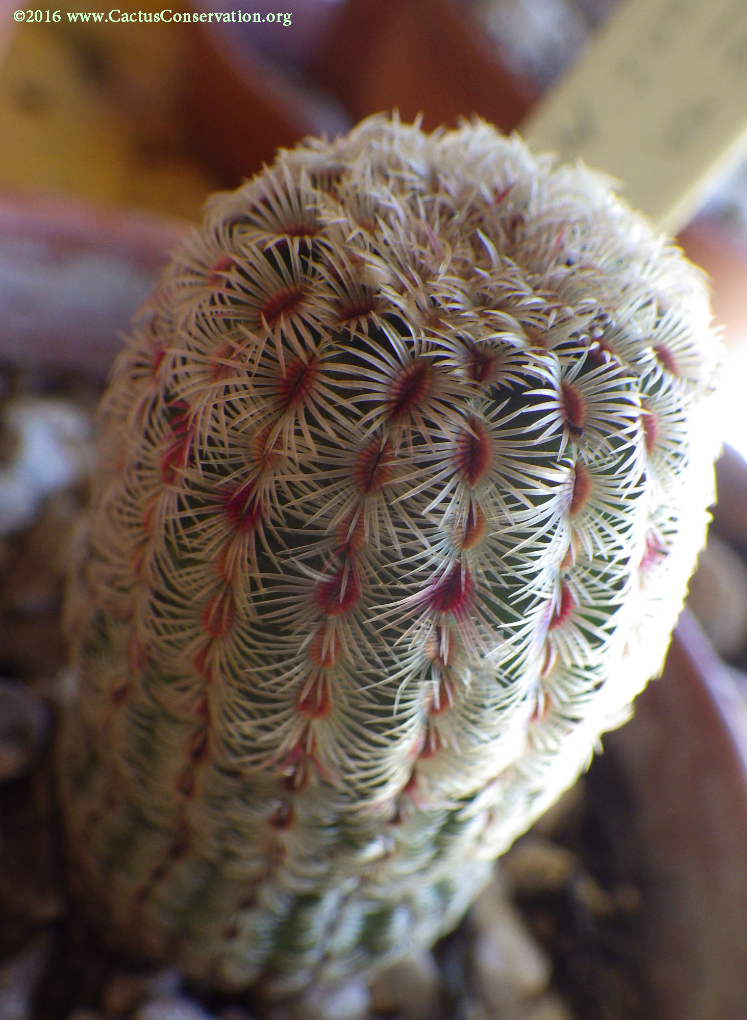 Echinocereus rigidissimus Peloncillos