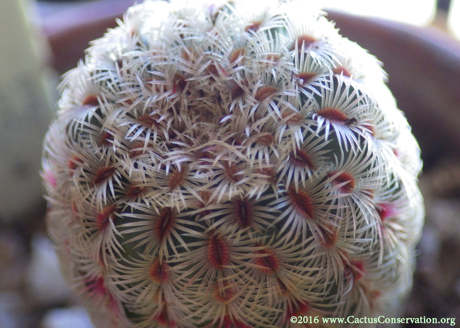 Echinocereus rigidissimus Peloncillos