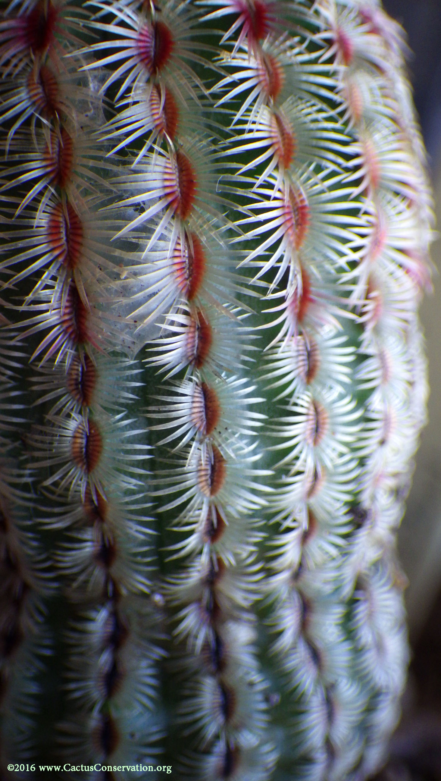 Echinocereus rigidissimus Peloncillos