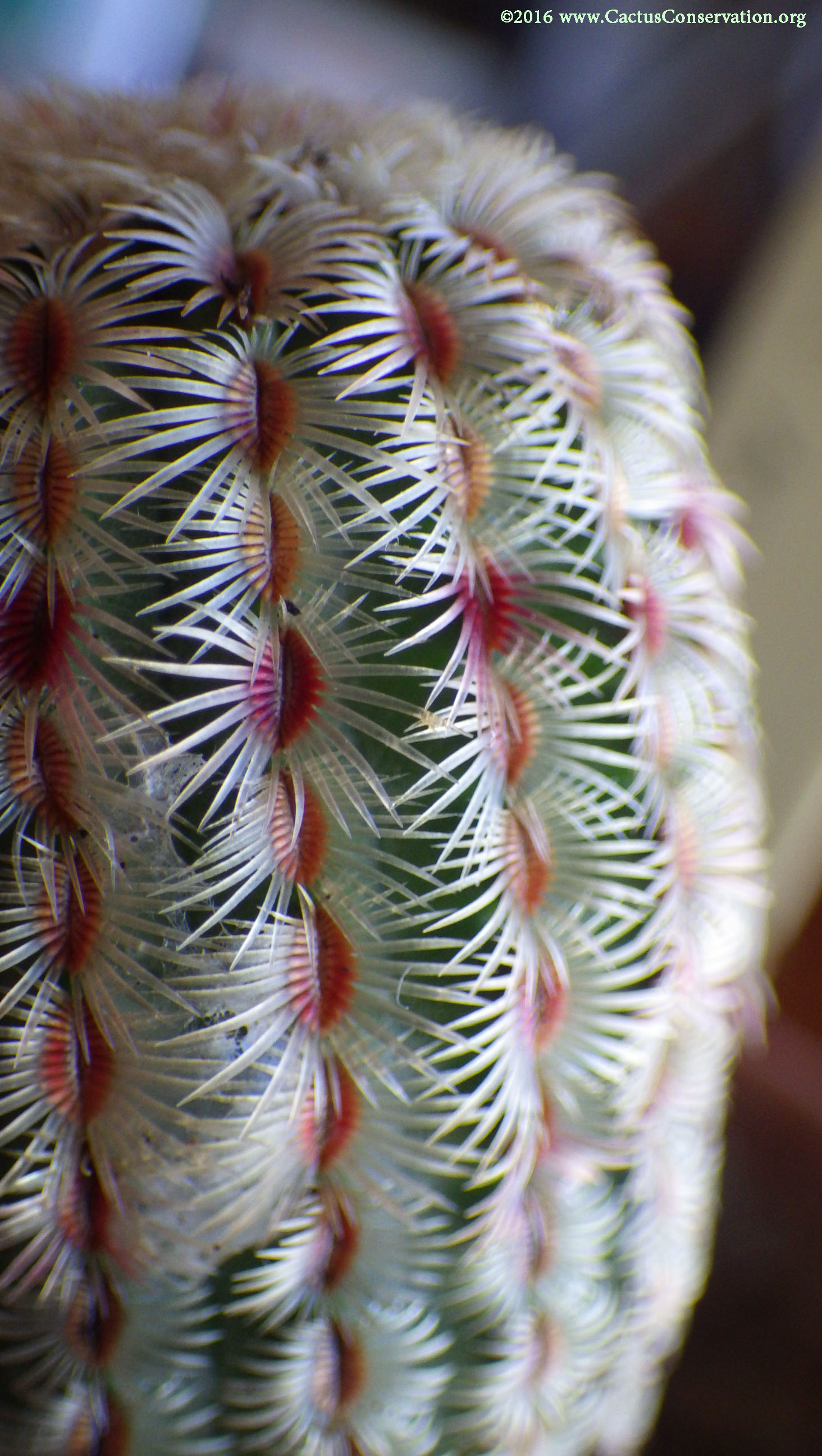 Echinocereus rigidissimus Peloncillos