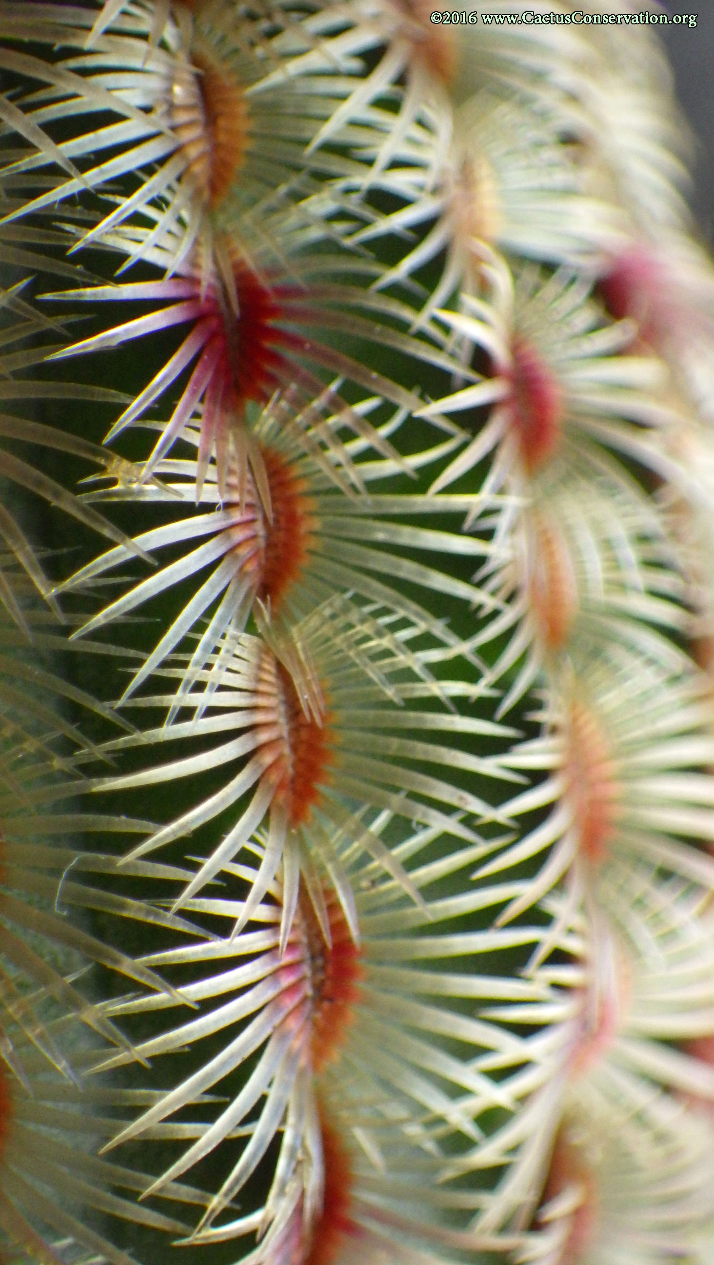 Echinocereus rigidissimus Peloncillos