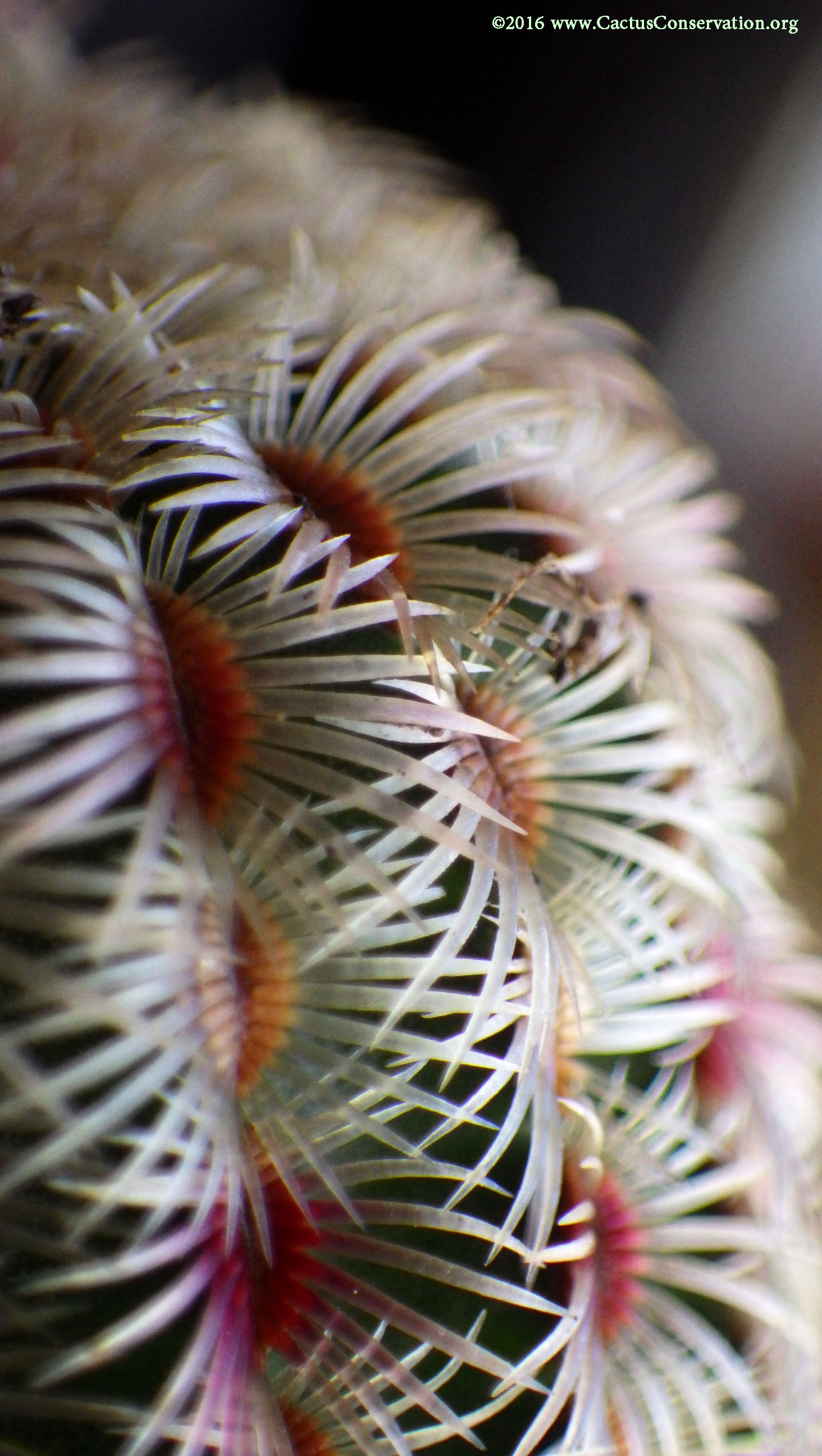 Echinocereus rigidissimus Peloncillos