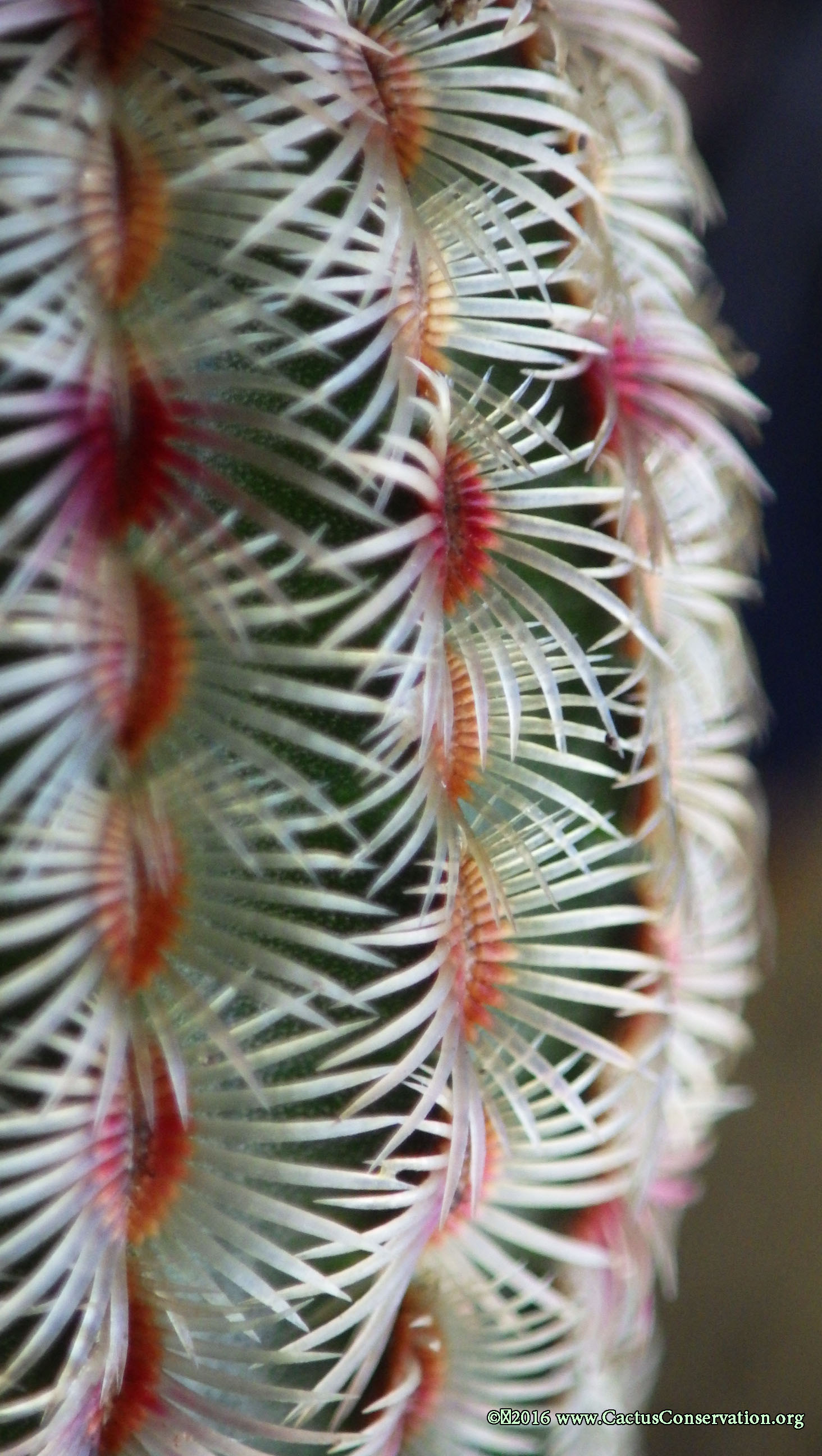 Echinocereus rigidissimus Peloncillos