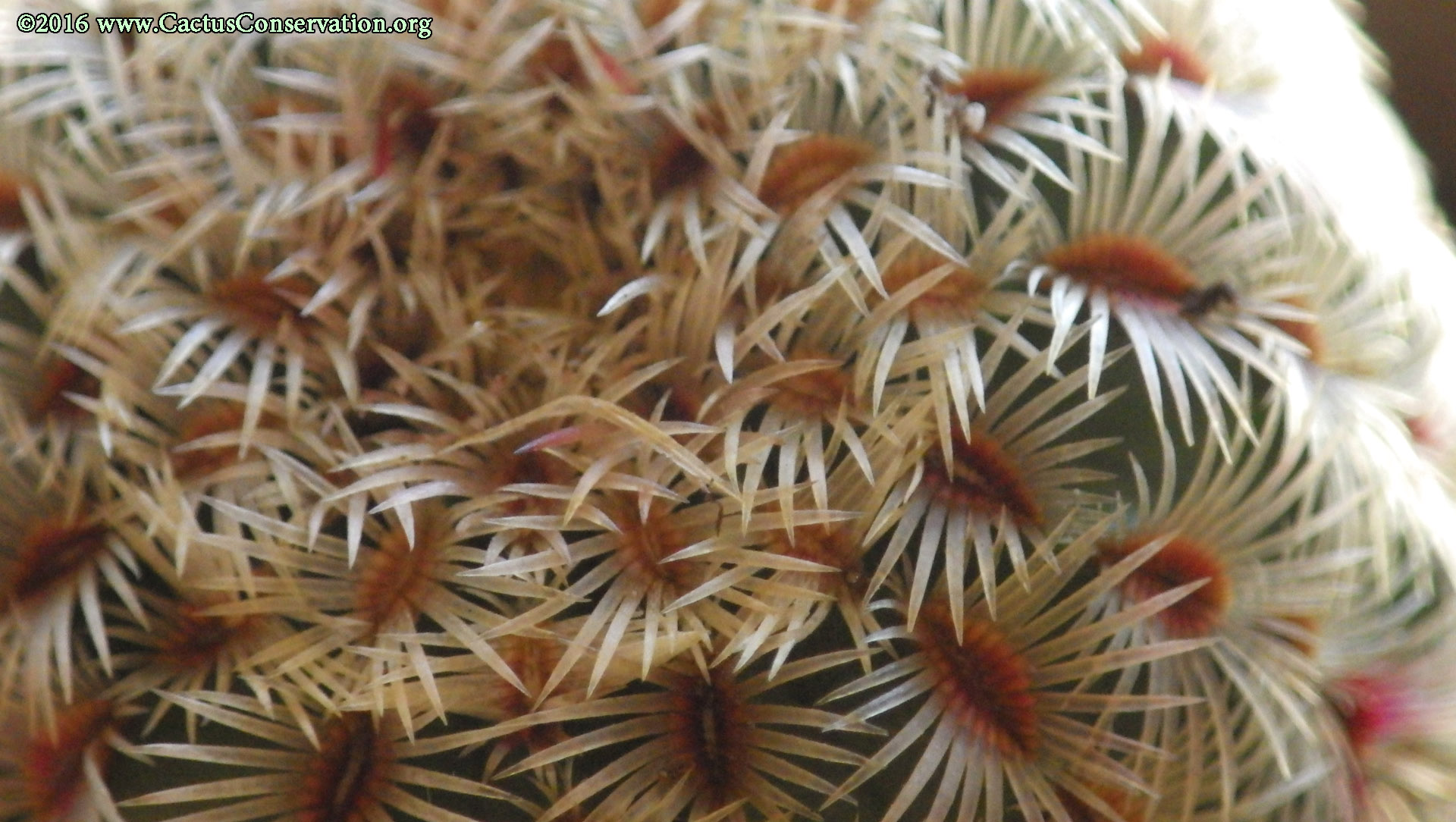 Echinocereus rigidissimus Peloncillos