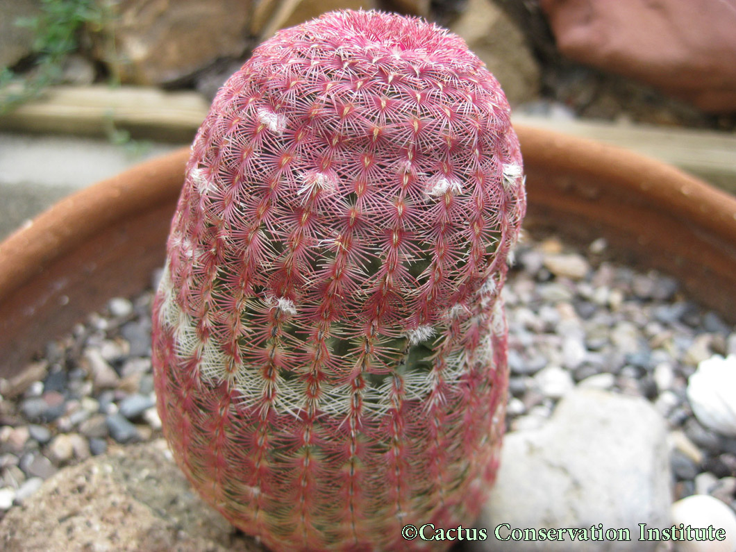 Echinocereus rigidissimus rubispinus