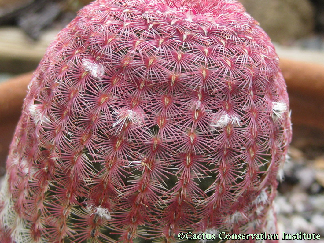 Echinocereus rigidissimus rubispinus