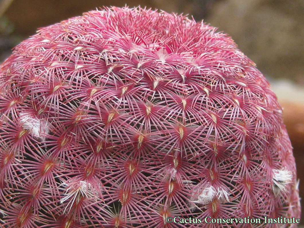 Echinocereus rigidissimus rubispinus