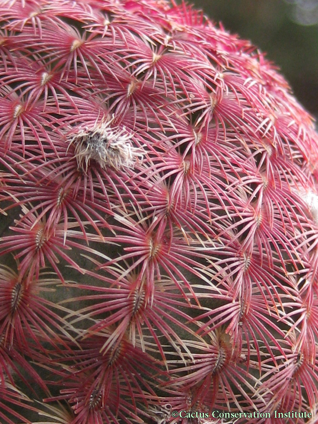 Echinocereus rigidissimus rubispinus