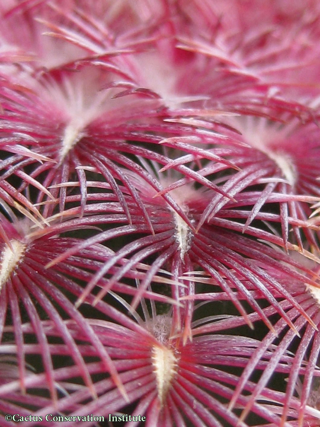 Echinocereus rigidissimus rubispinus