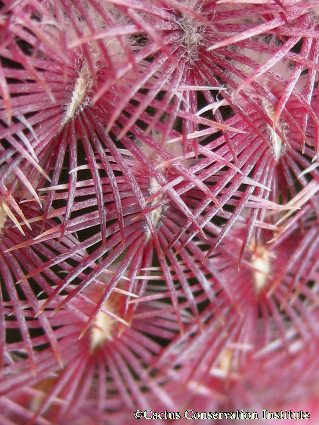 Echinocereus rigidissimus rubrispinus
