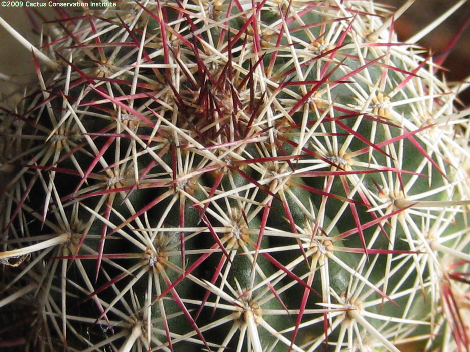 Echinocereus viridiflorus var. cylindricus