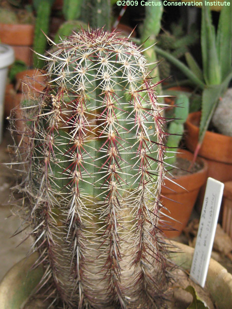 Echinocereus viridiflorus var. cylindricus