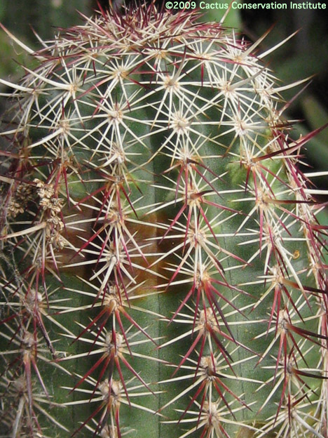 Echinocereus viridiflorus var. cylindricus