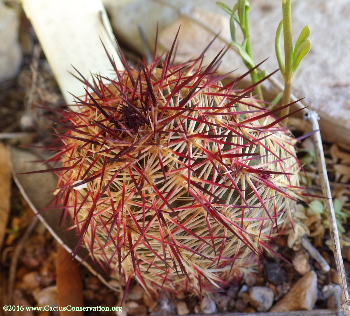 Echinocereus viridiflorus cylindricus
