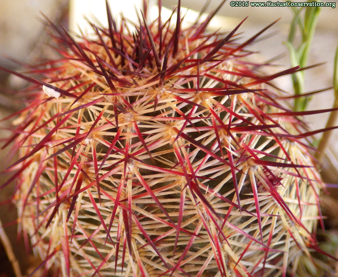 Echinocereus viridiflorus cylindricus