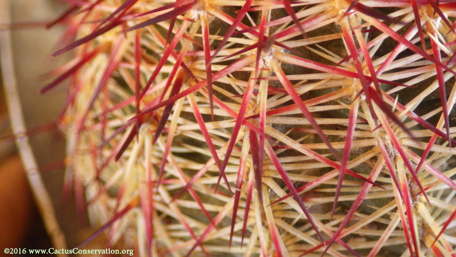 Echinocereus viridiflorus cylindricus