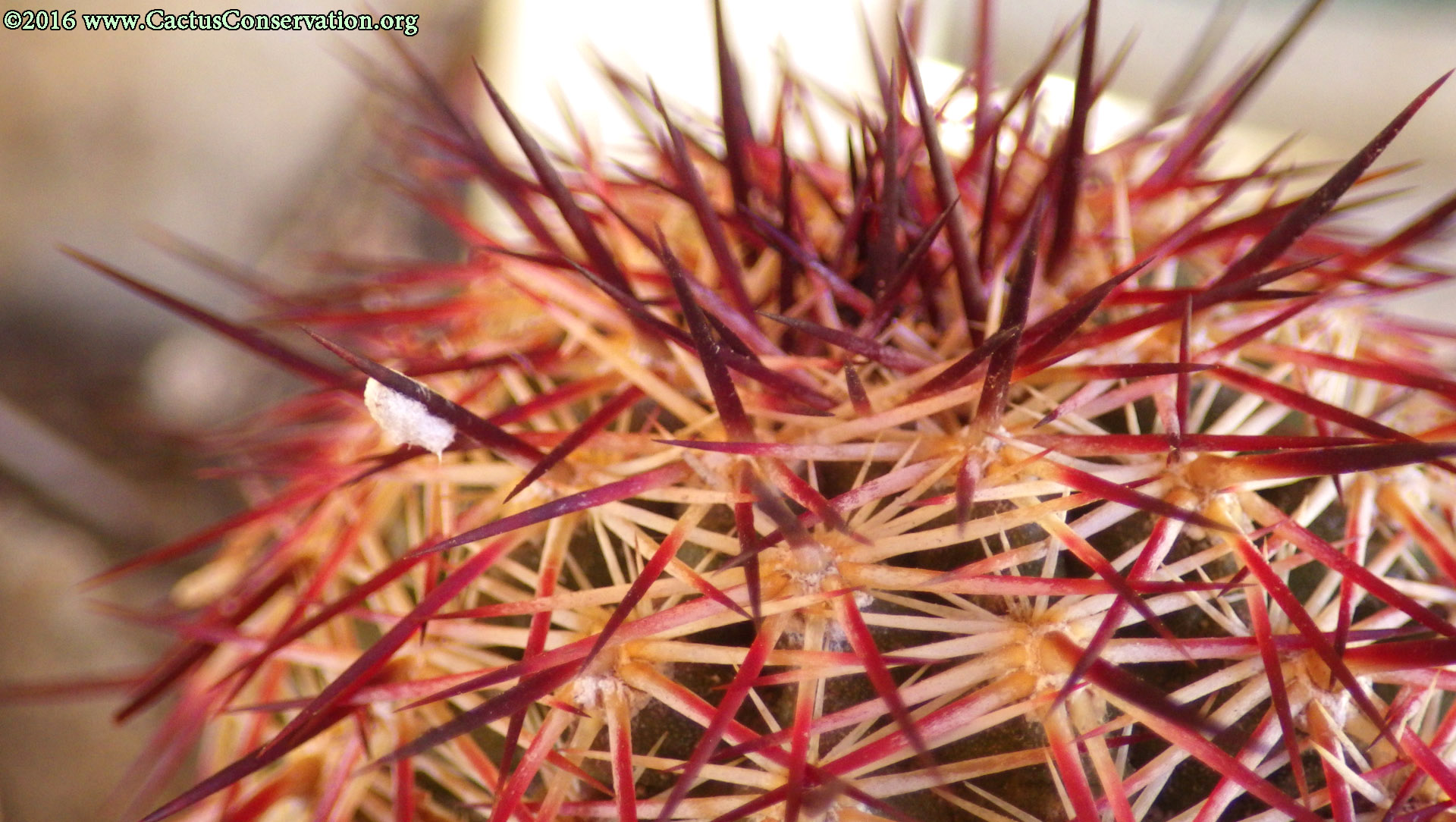 Echinocereus viridiflorus cylindricus