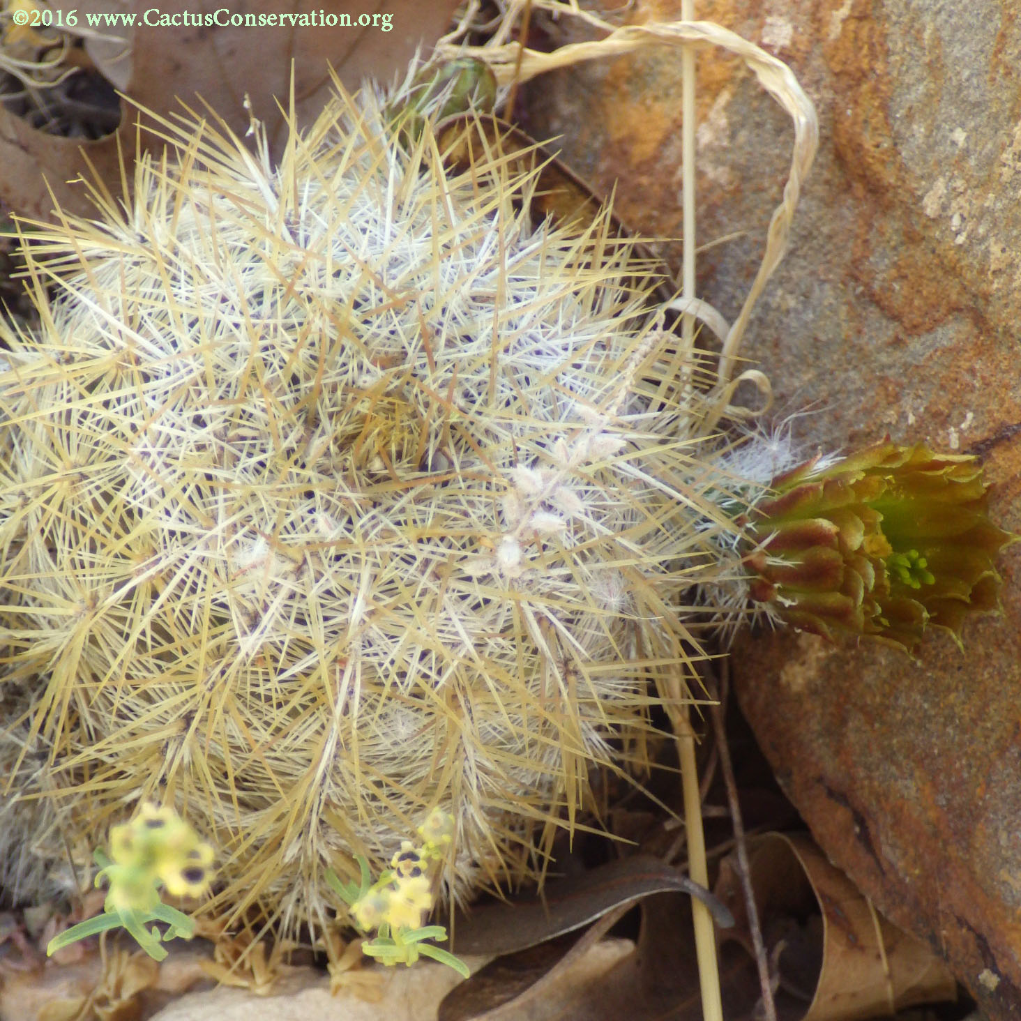 Echinocereus viridiflorus neocapillus