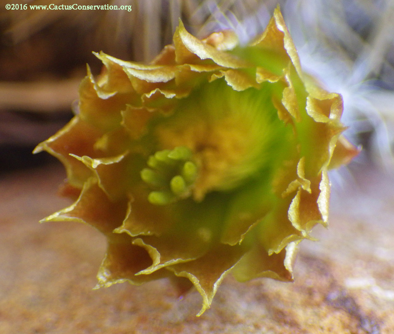 Echinocereus viridiflorus neocapillus