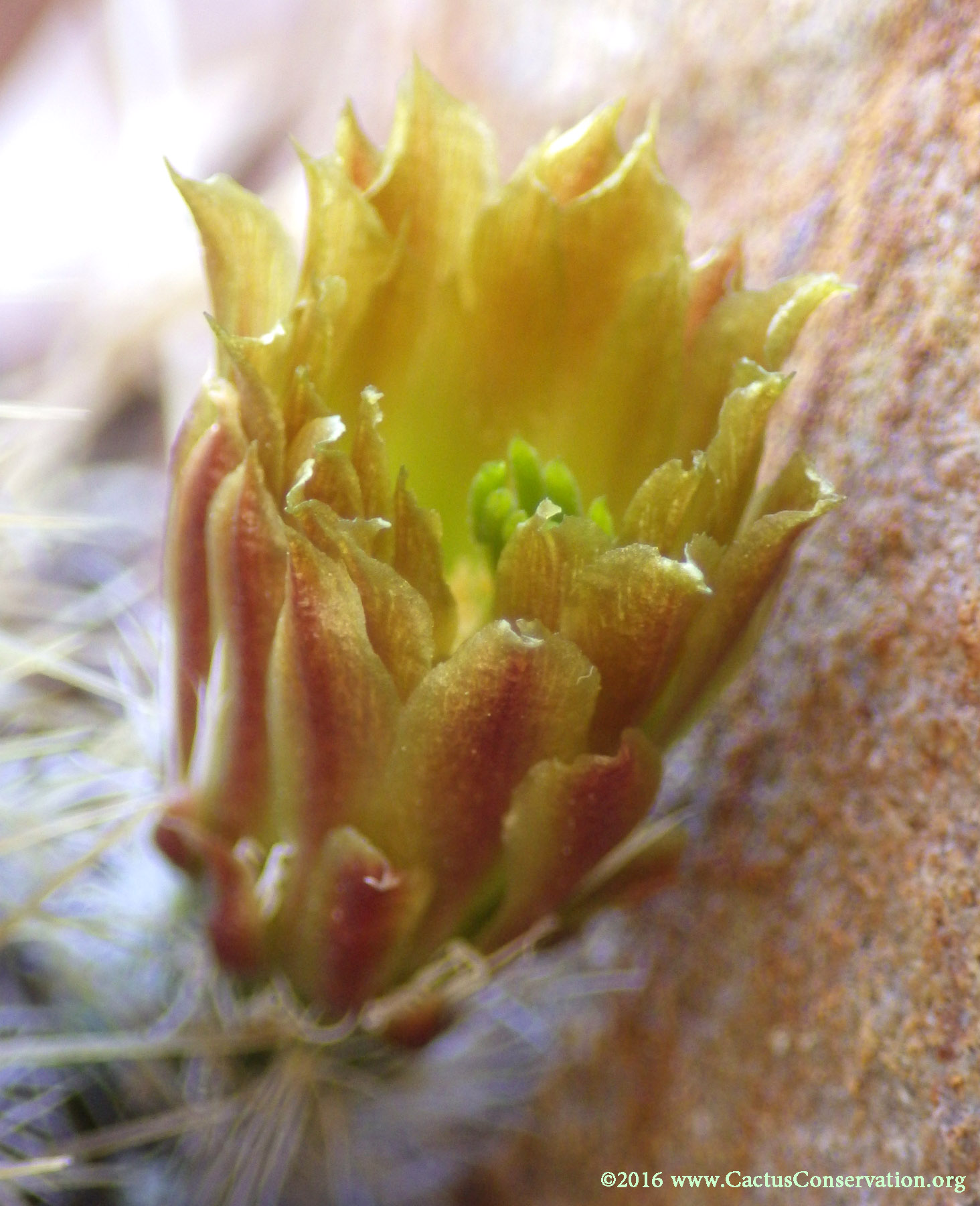 Echinocereus viridiflorus neocapillus