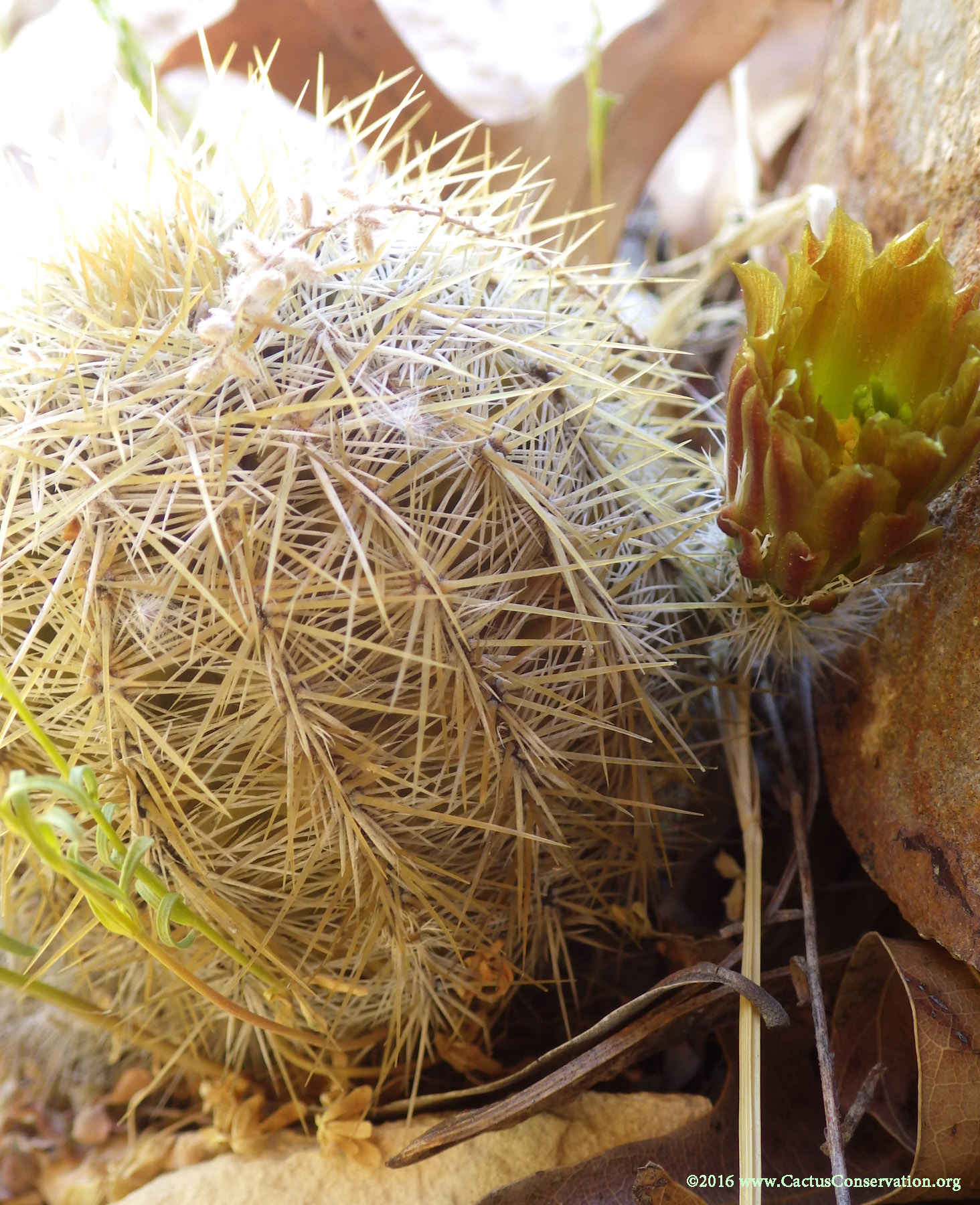 Echinocereus viridiflorus neocapillus