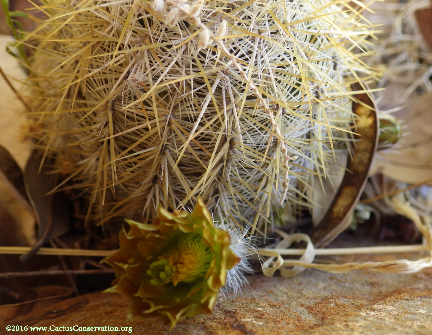 Echinocereus viridiflorus neocapillus
