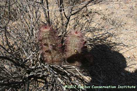 Echinocereus viridiflorus var. russanthus