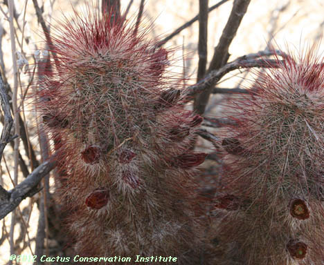 Echinocereus viridiflorus var. russanthus