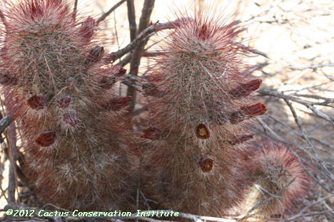 Echinocereus viridiflorus var. russanthus