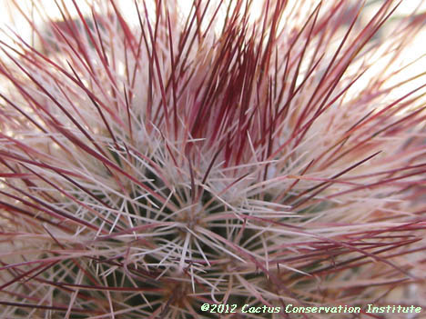 Echinocereus viridiflorus var. russanthus