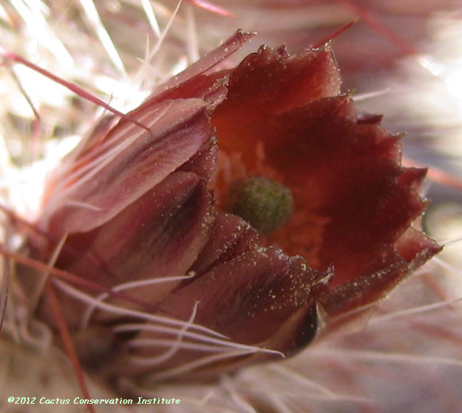 Echinocereus viridiflorus var. russanthus